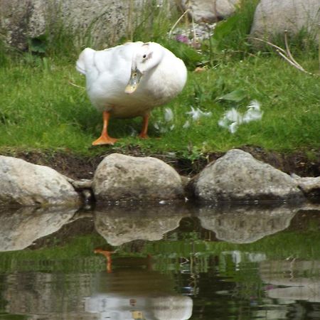 Cosy Ground Floor Disabled Friendly Room In Farm House Llandderfel Εξωτερικό φωτογραφία